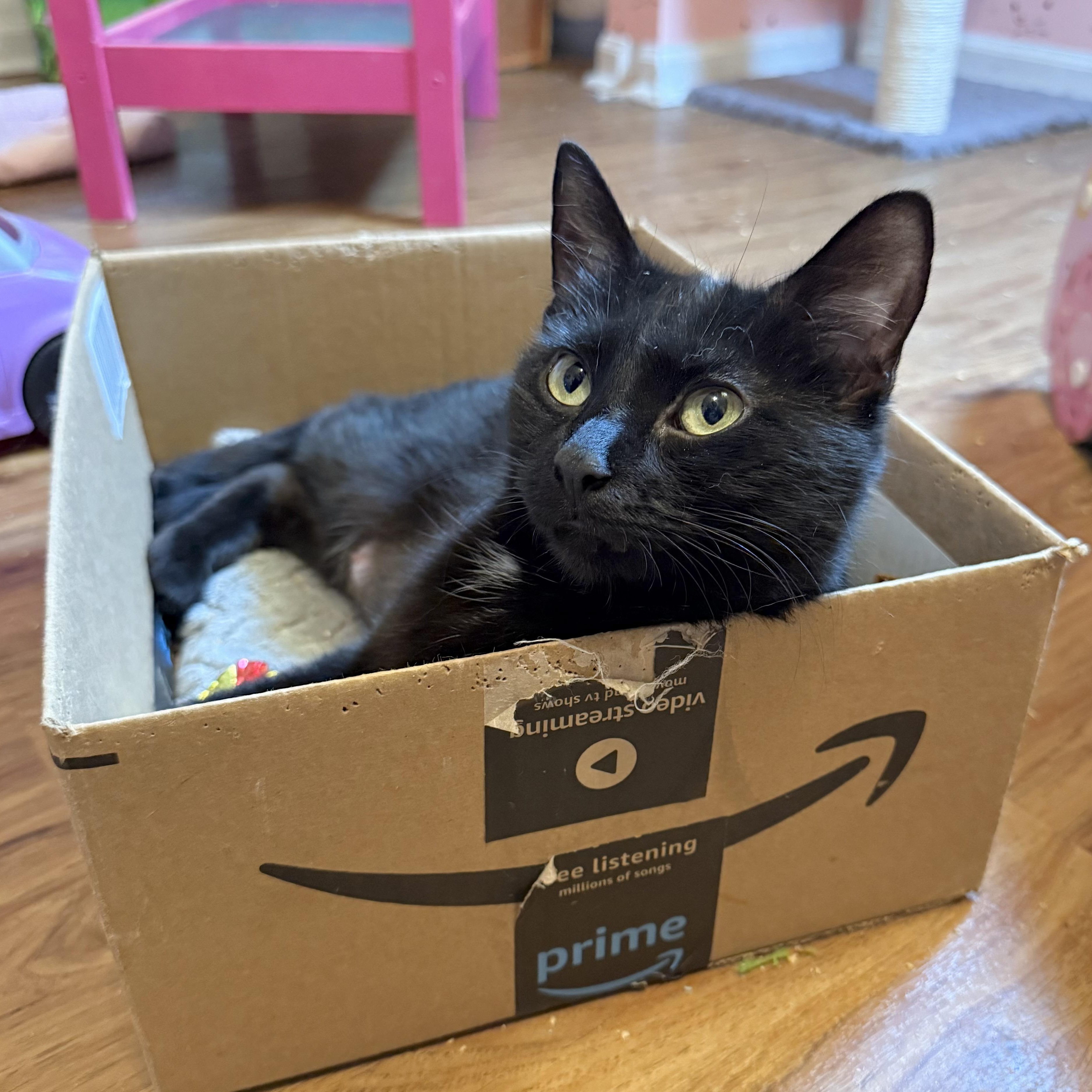 Kealohi, a Adoptable Domestic Short Hair in Wheaton, IL image 2/5