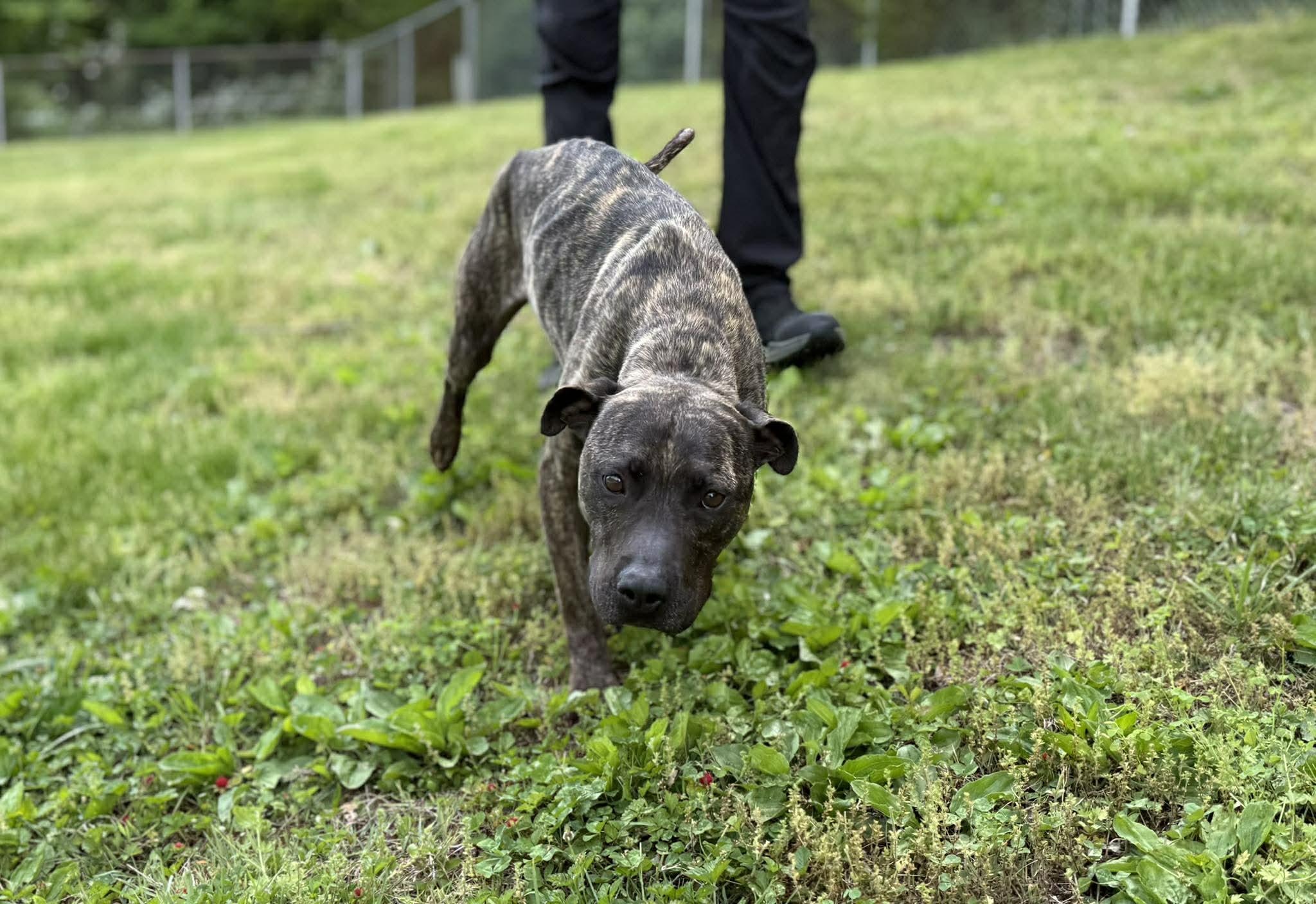 Enlarge Swirl, a ADOPTABLE mixed breed in Leitchfield, KY image 1/6