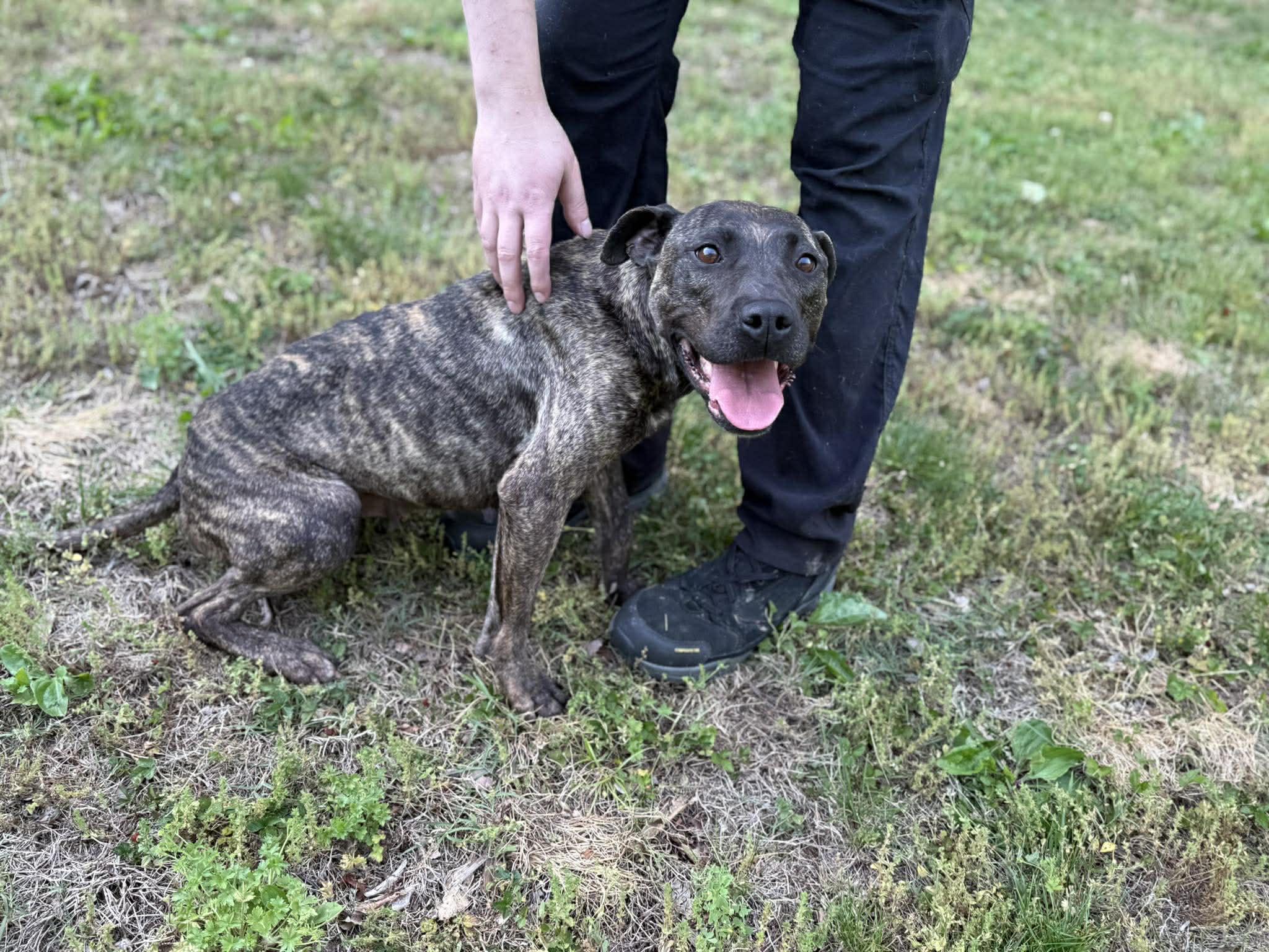 Enlarge Swirl, a ADOPTABLE mixed breed in Leitchfield, KY image 2/6