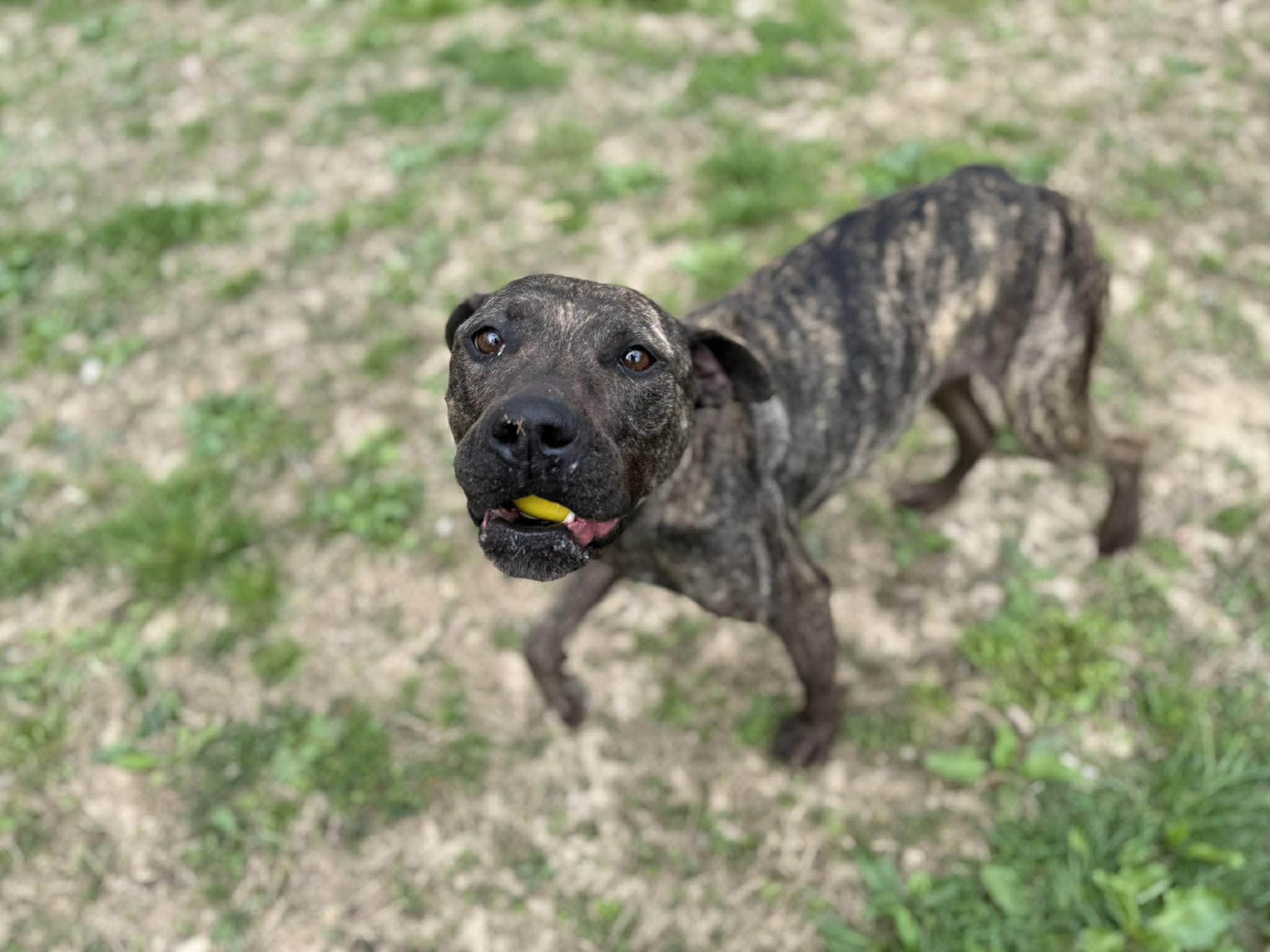 Enlarge Swirl, a ADOPTABLE mixed breed in Leitchfield, KY image 2/3