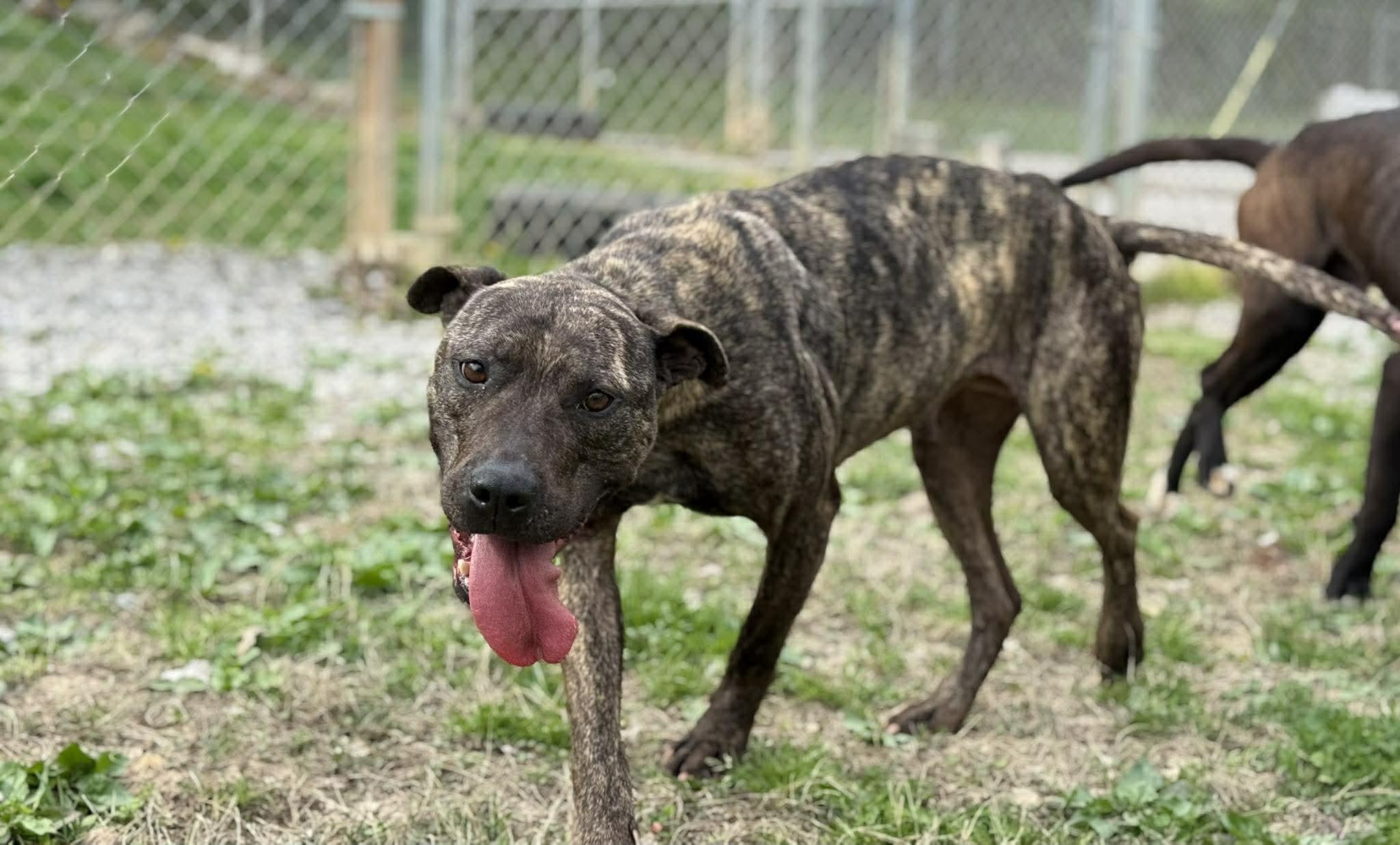 Enlarge Swirl, a ADOPTABLE mixed breed in Leitchfield, KY image 3/3