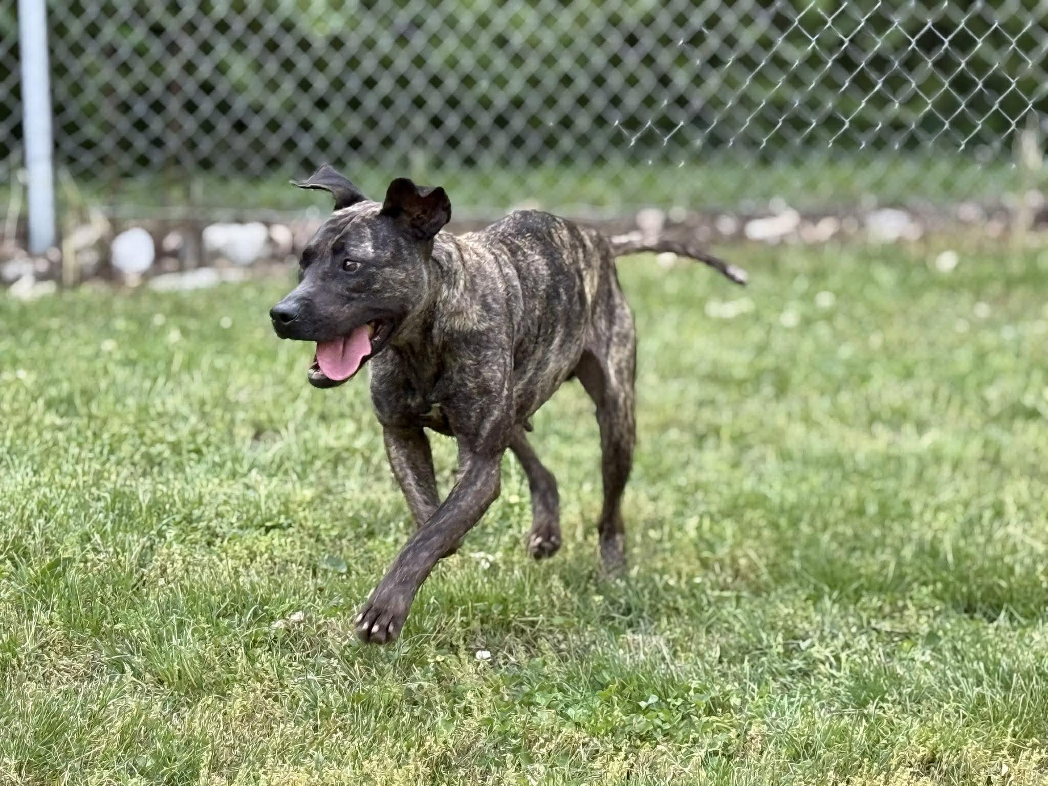 Enlarge Swirl, a ADOPTABLE mixed breed in Leitchfield, KY image 6/6