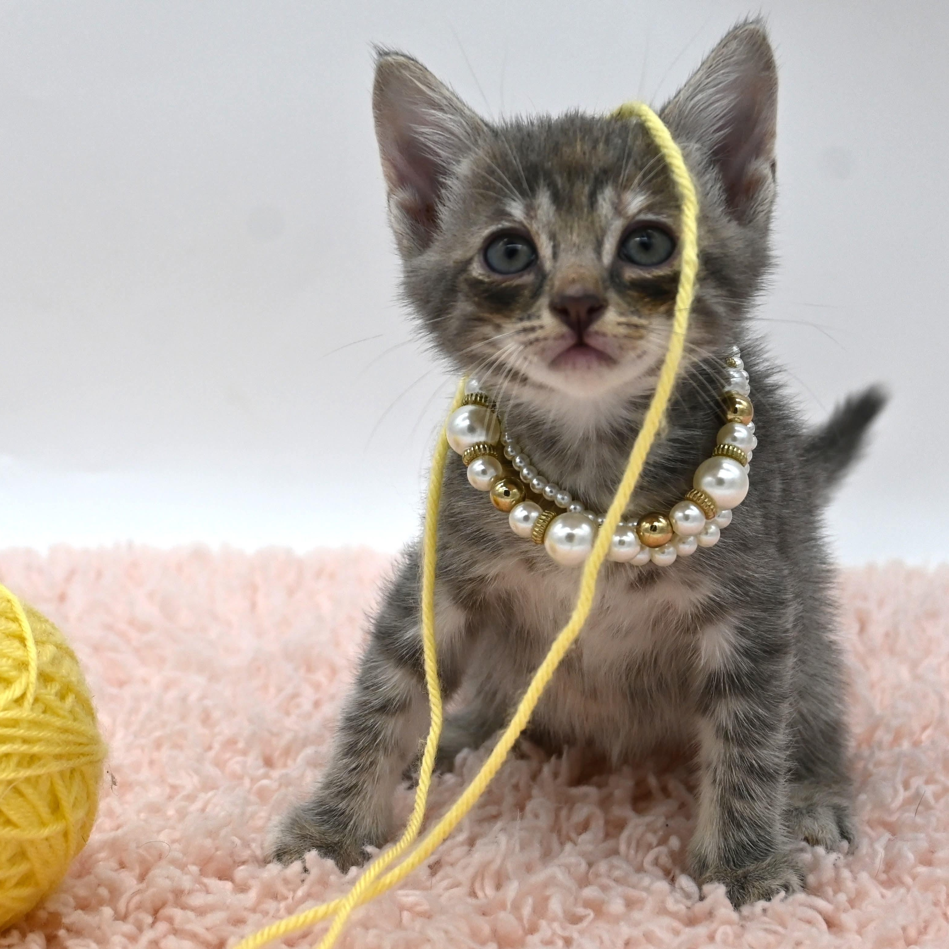 Enlarge Ivy (so sweet and loving), a Adoptable mixed breed in South Amboy, NJ image 1/6