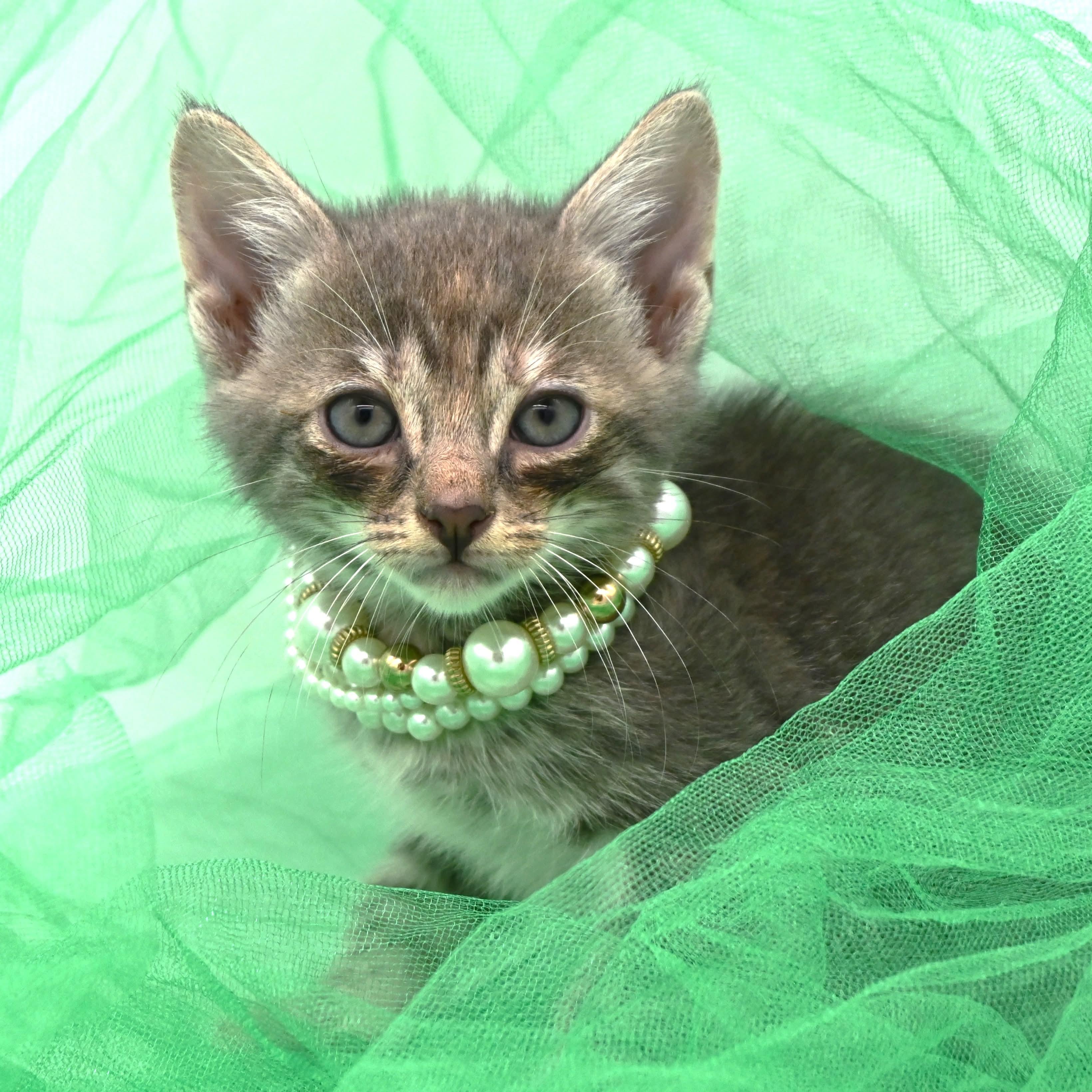 Enlarge Ivy (so sweet and loving), a Adoptable mixed breed in South Amboy, NJ image 2/6