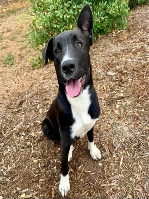 CHUCK, Adoptable, Young Male Border Collie & Mixed Breed.