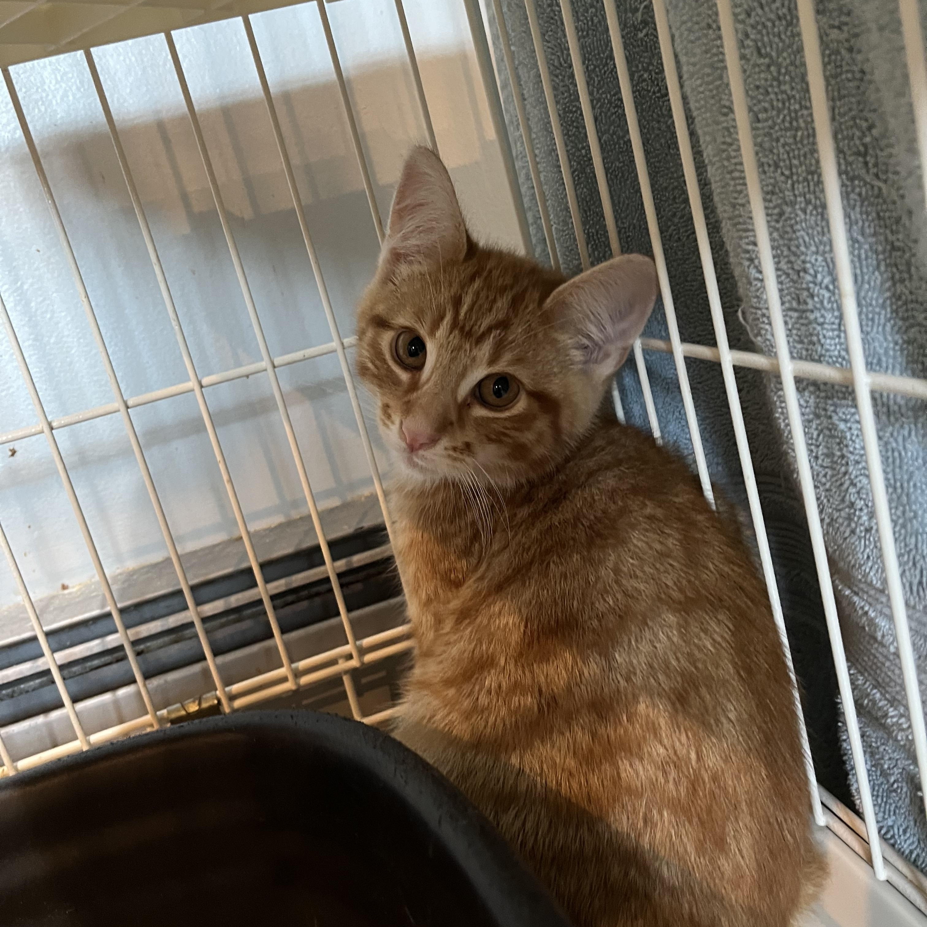 Pop, an adopted Domestic Short Hair in Salisbury, MA image 4/4
