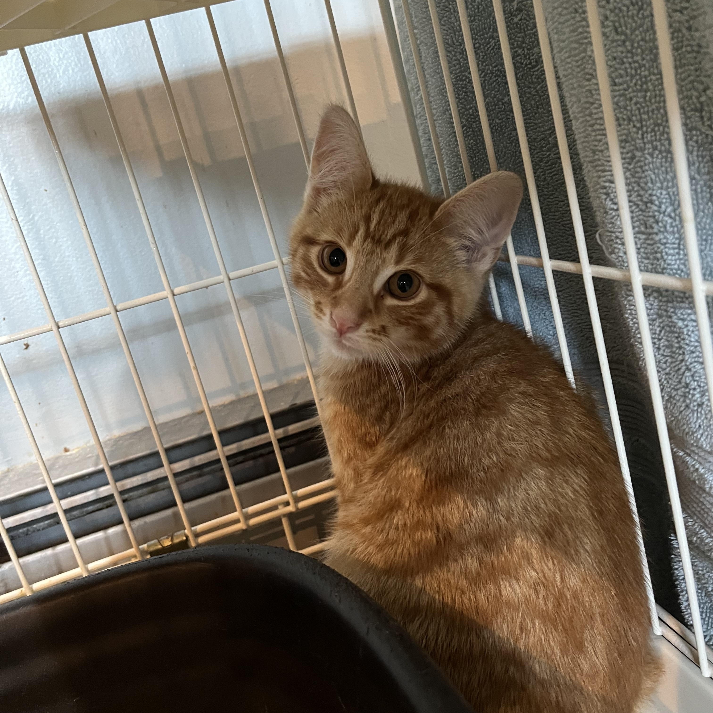 Pop, an adopted Domestic Short Hair in Salisbury, MA image 2/4