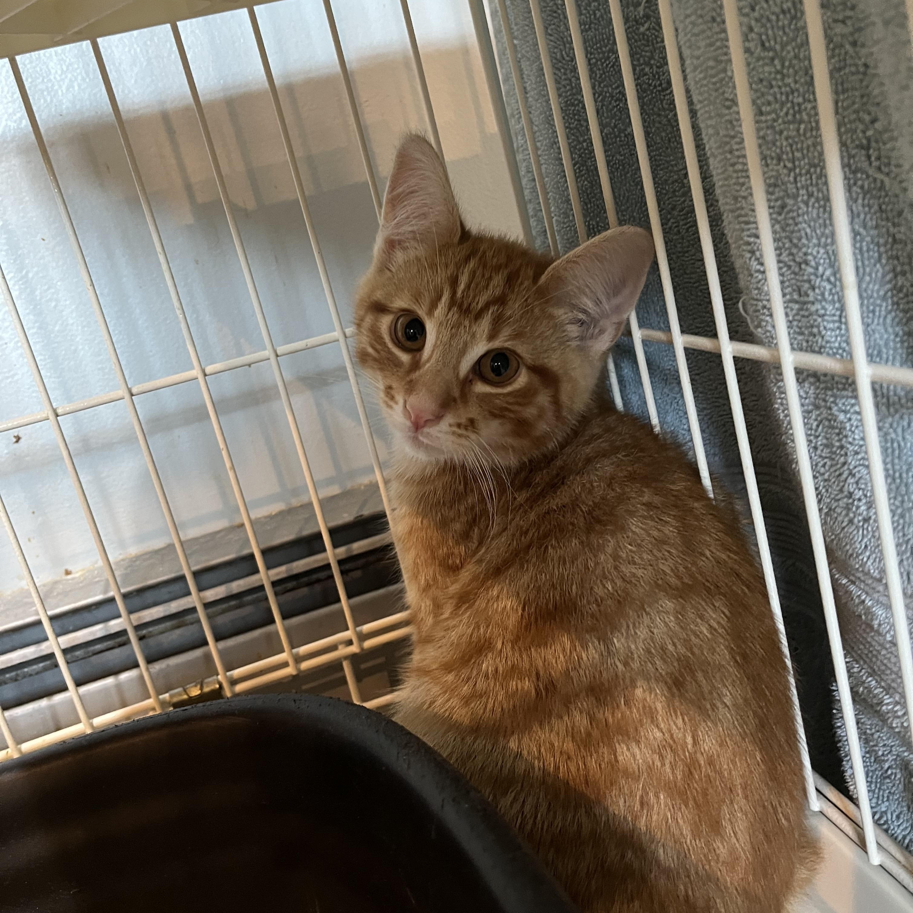 Pop, an adopted Domestic Short Hair in Salisbury, MA image 3/4