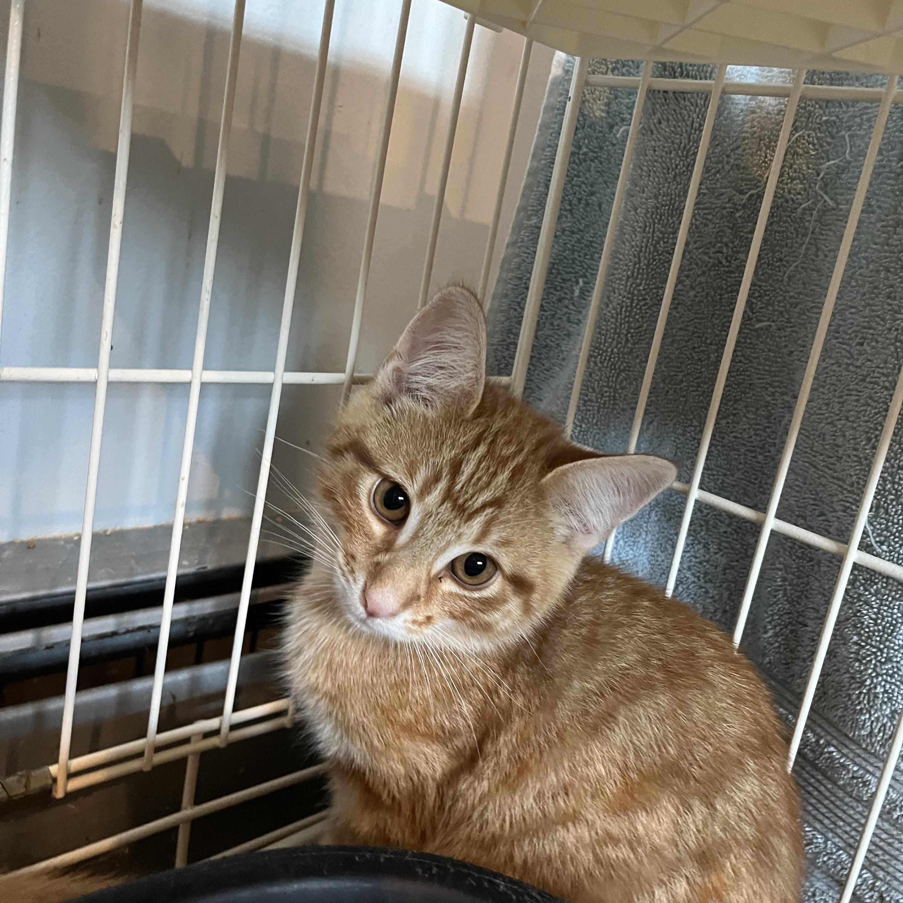 Pop, an adopted Domestic Short Hair in Salisbury, MA image 1/4