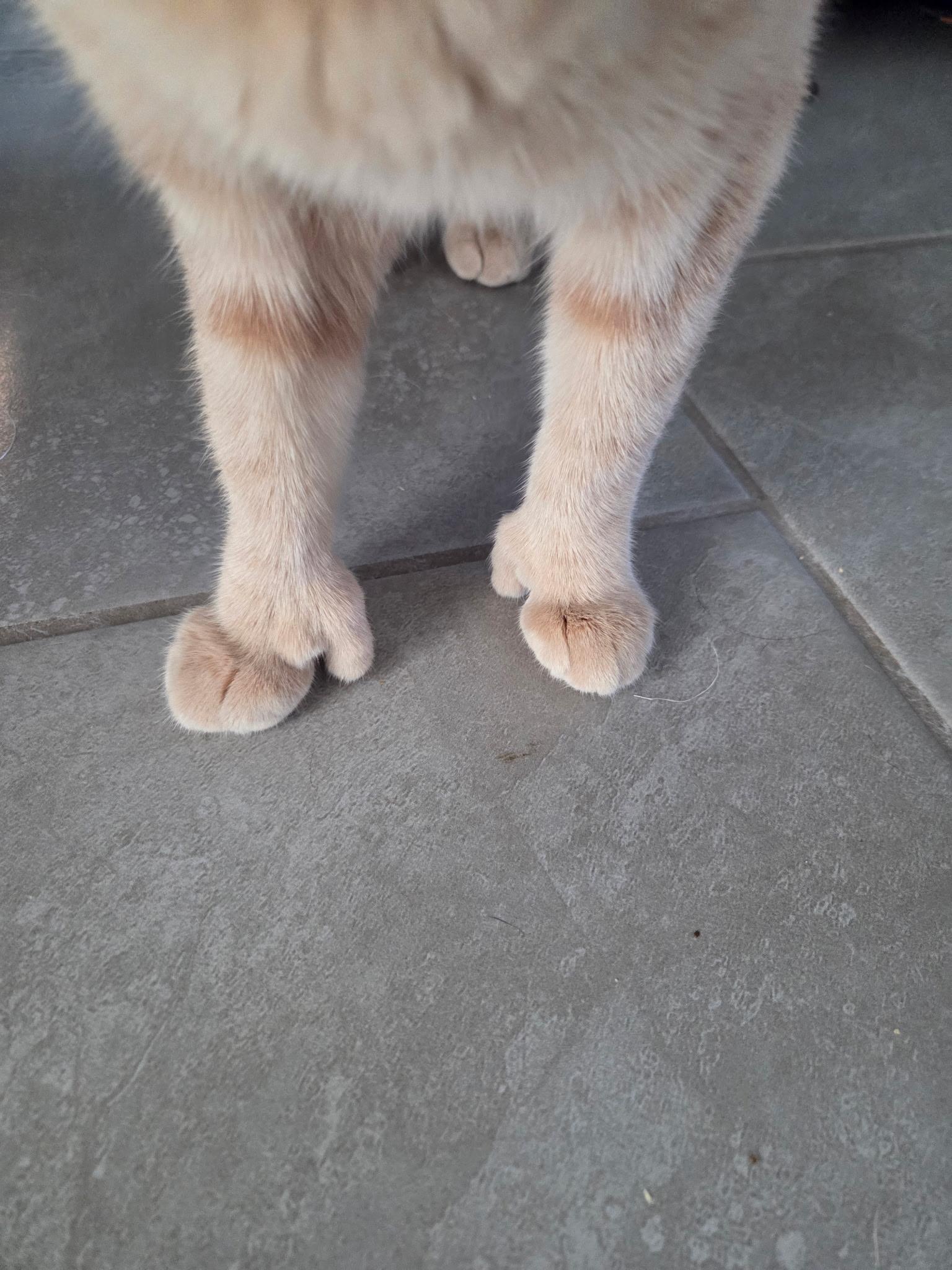 Enlarge Amira, a ADOPTABLE mixed breed in Youngtown, AZ image 3/4