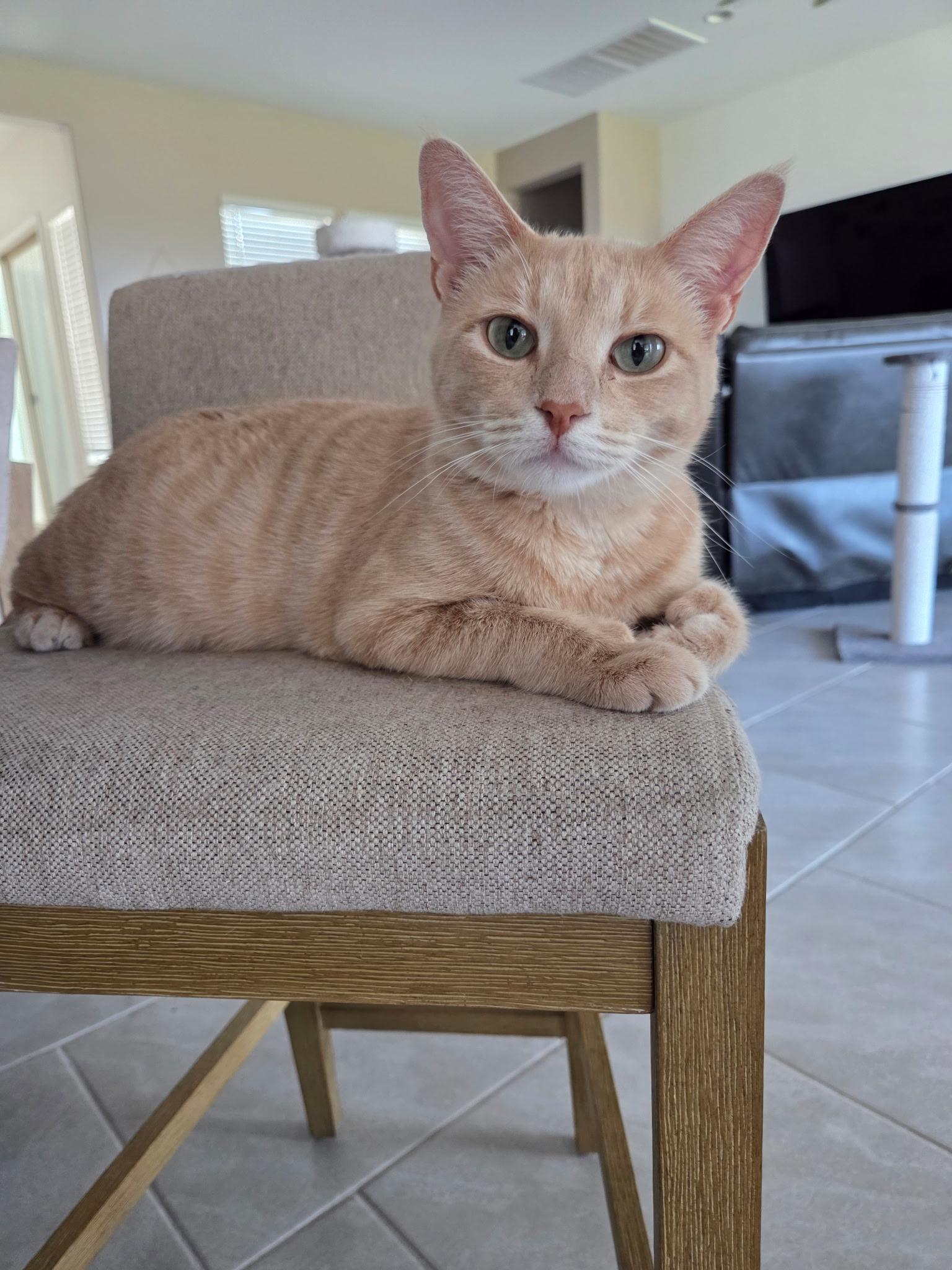 Amira, ADOPTABLE, Adult Female Domestic Short Hair.