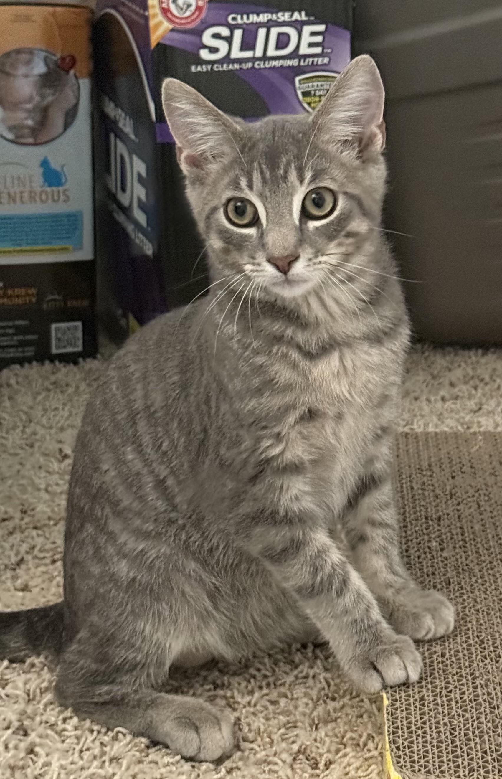 Cosmo, a ADOPTABLE Tabby in CANONSBURG, PA image 5/6