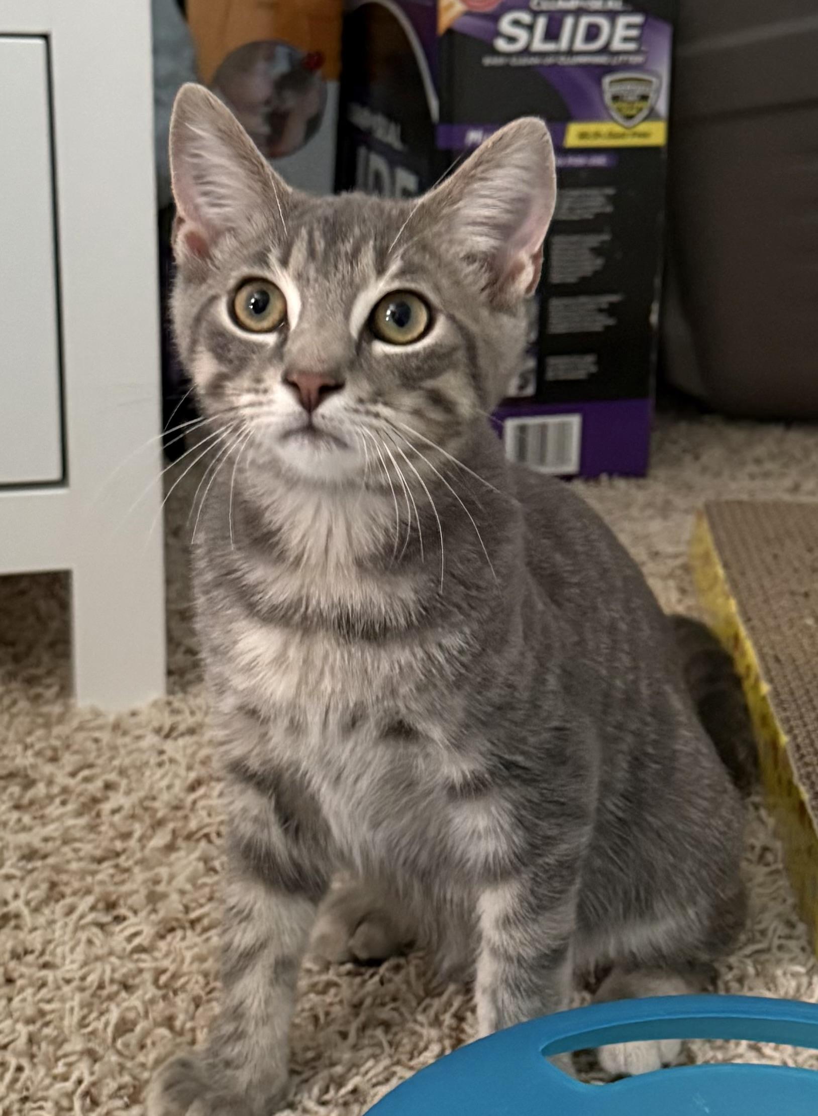 Cosmo, a ADOPTABLE Tabby in CANONSBURG, PA image 6/6