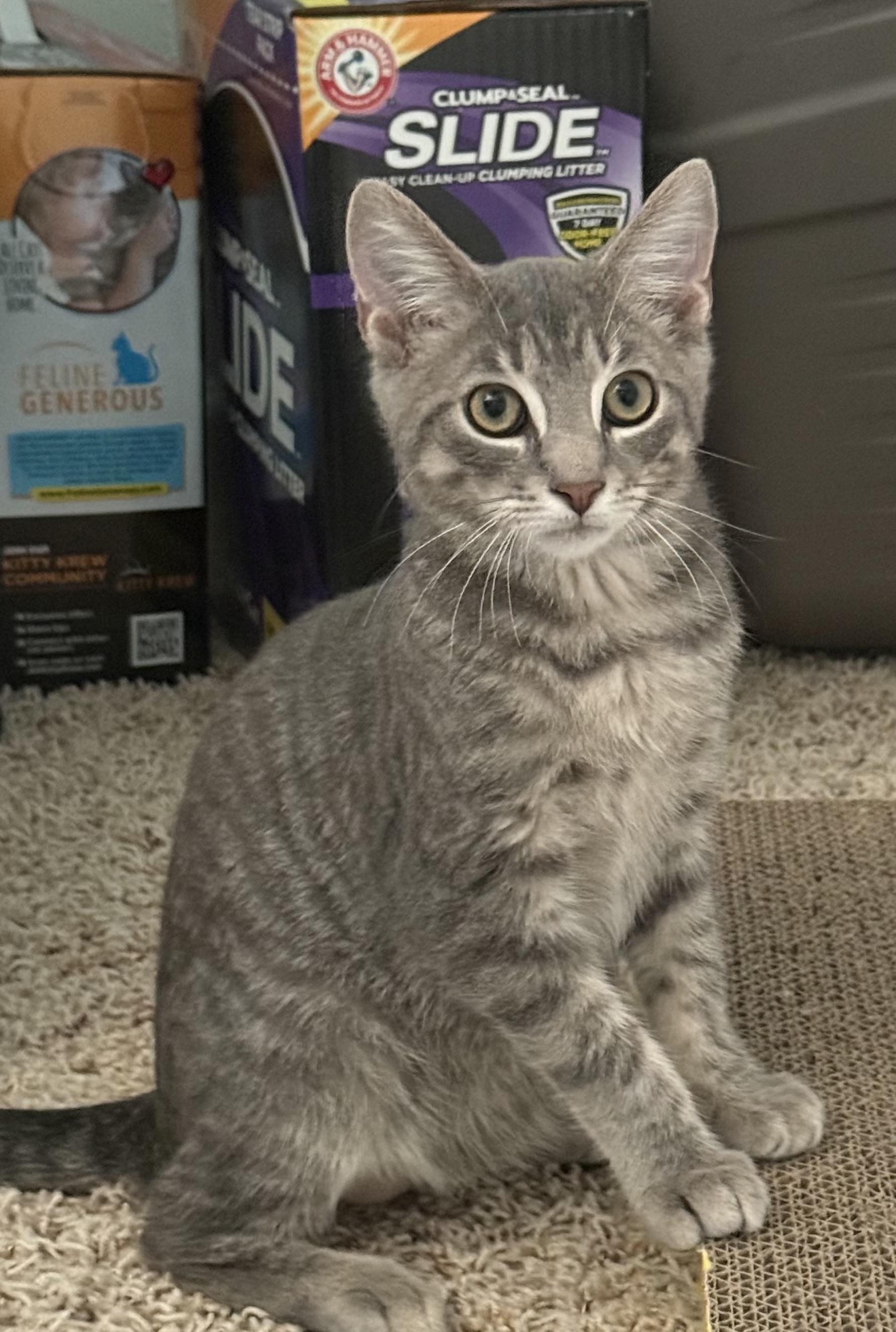 Cosmo, a ADOPTABLE Tabby in CANONSBURG, PA image 3/6