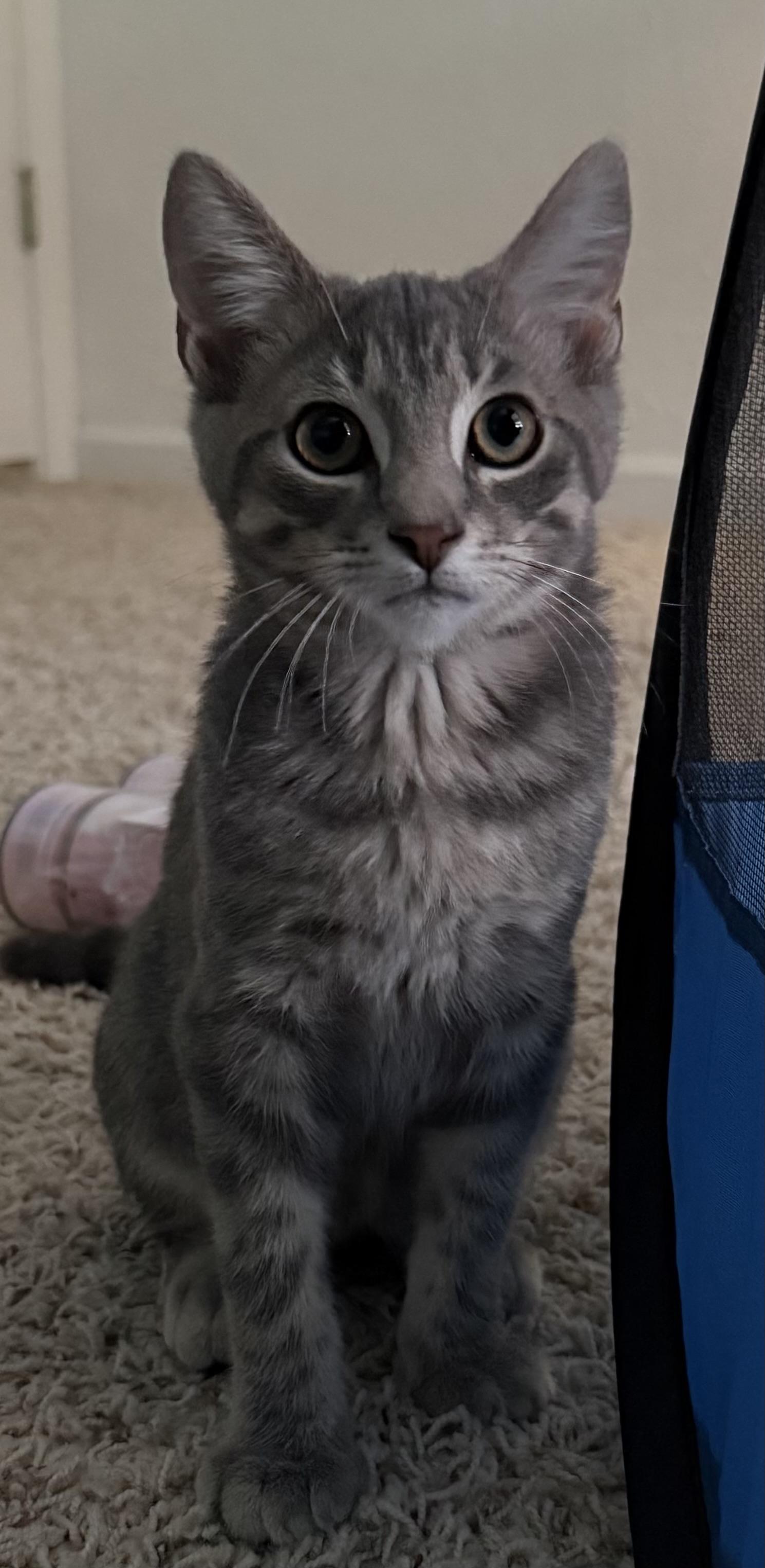 Cosmo, a ADOPTABLE Tabby in CANONSBURG, PA image 1/6