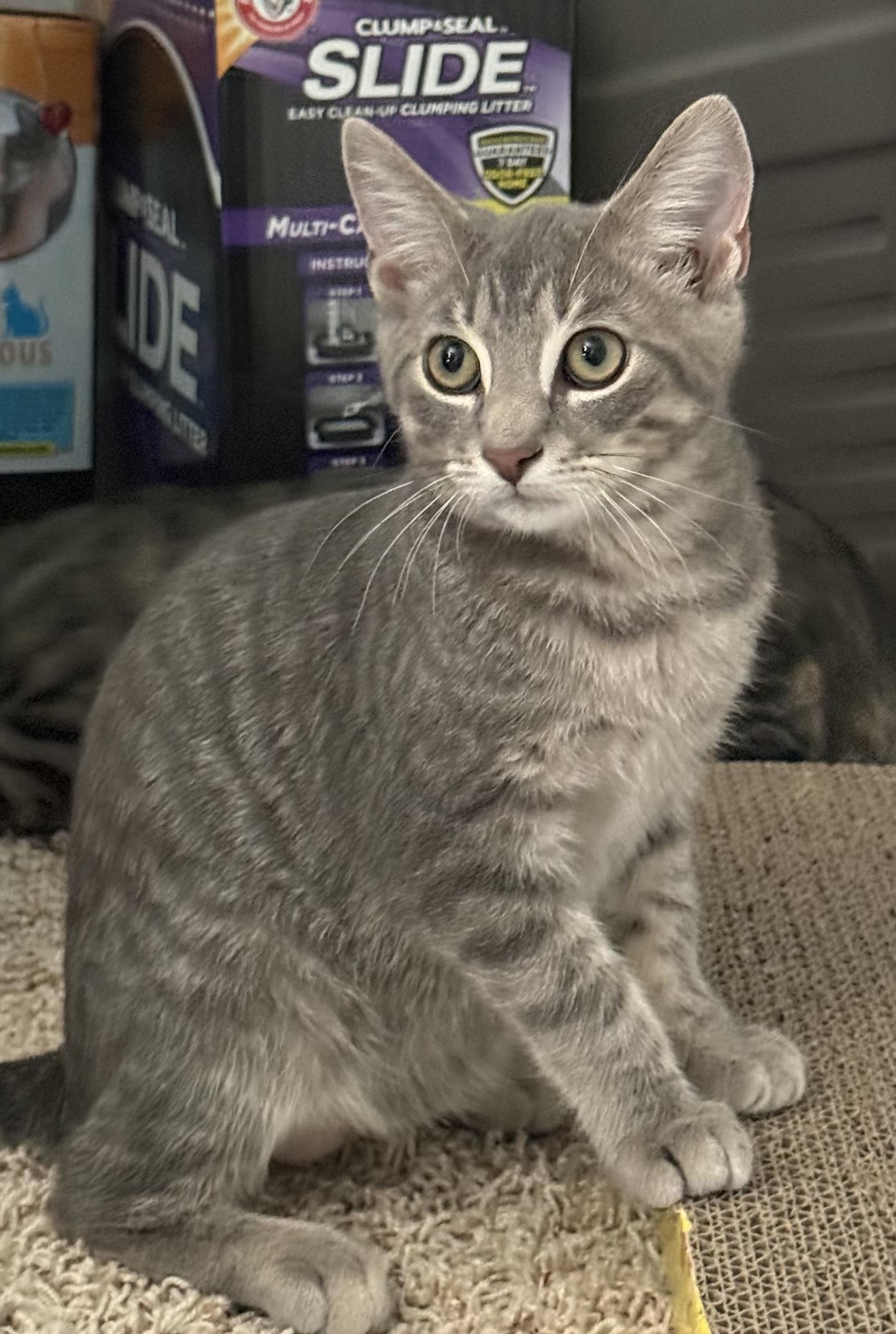 Cosmo, a ADOPTABLE Tabby in CANONSBURG, PA image 2/6