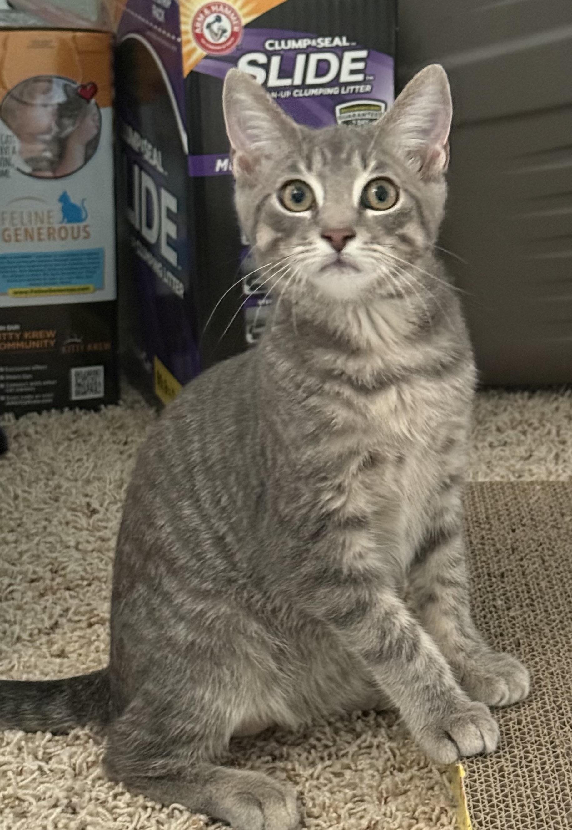Cosmo, a ADOPTABLE Tabby in CANONSBURG, PA image 4/6