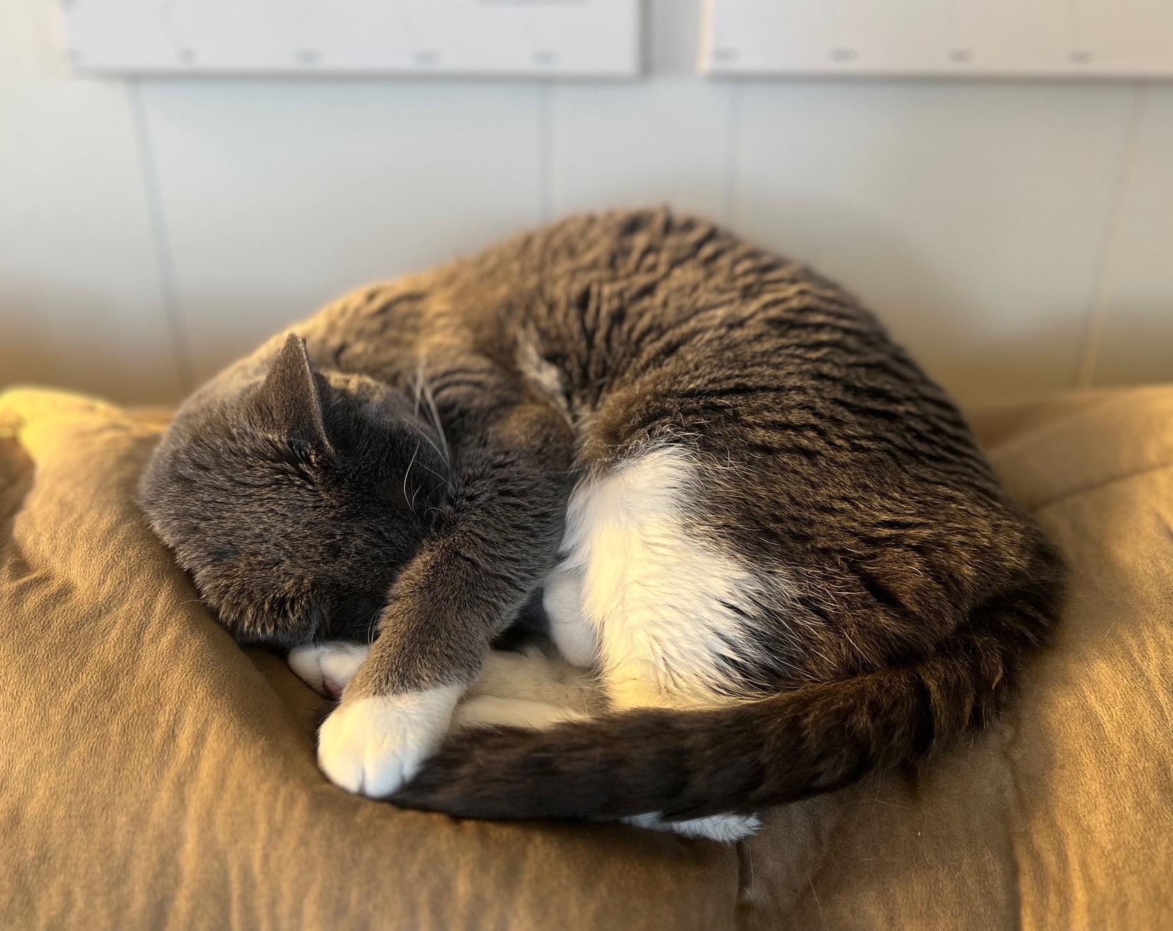 Piper