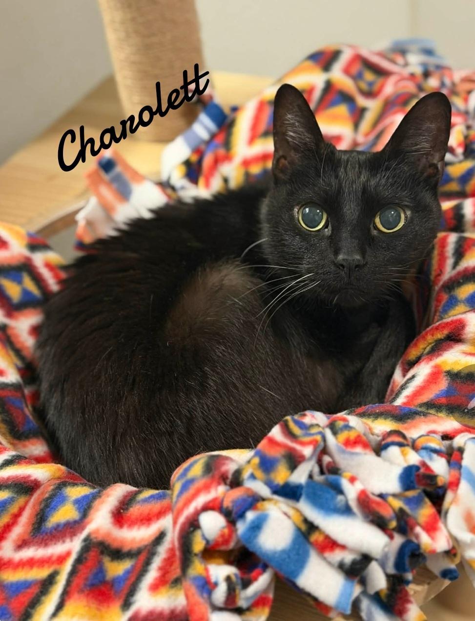 Charolett, Adoptable, Senior Female Domestic Short Hair.