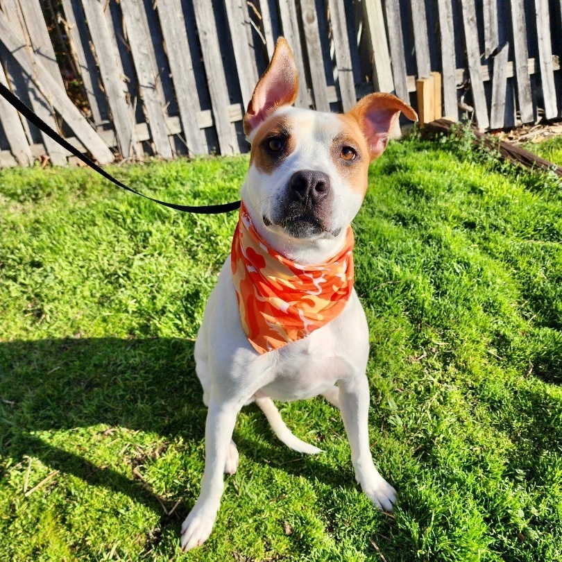 Kipp, a Adoptable mixed breed in Tulsa, OK image 6/6