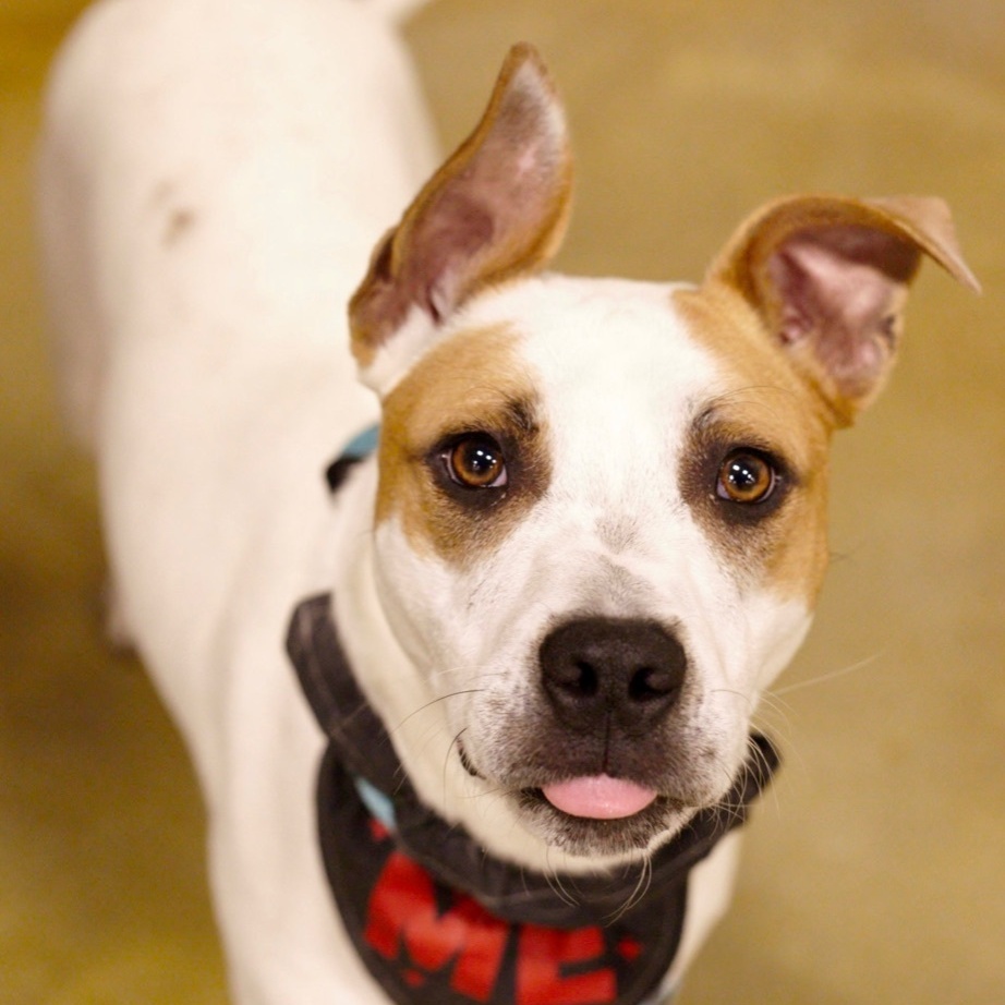 Kipp, a Adoptable mixed breed in Tulsa, OK image 3/6