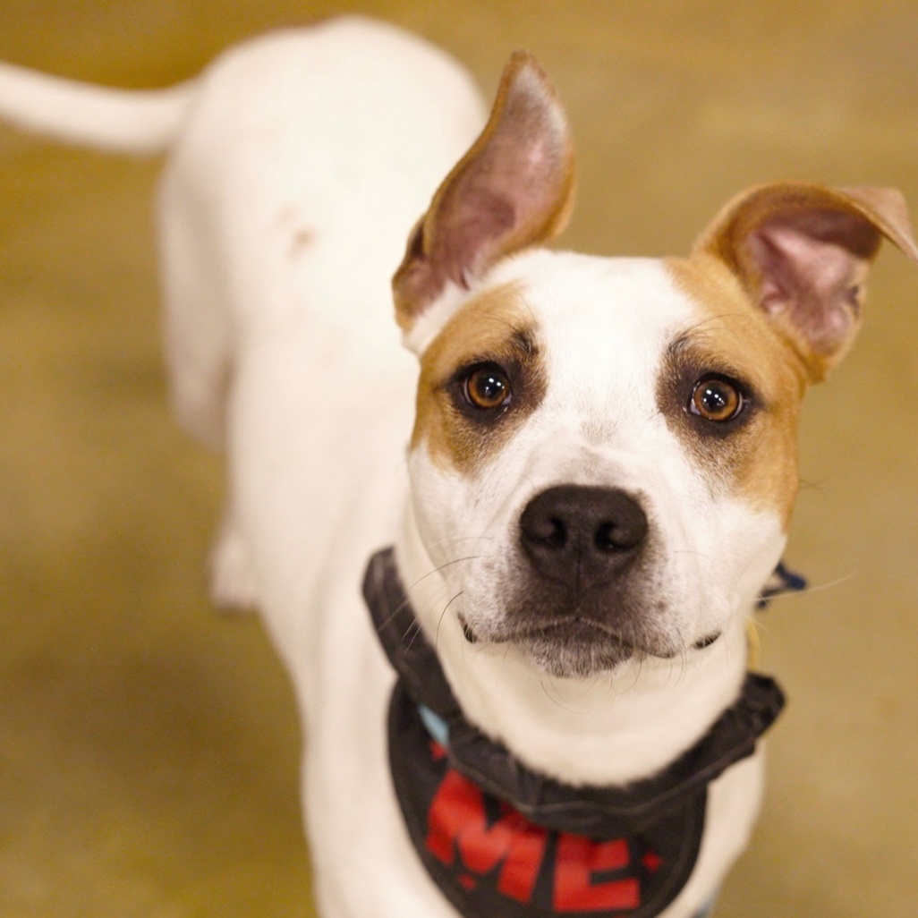 Kipp, a Adoptable mixed breed in Tulsa, OK image 5/6