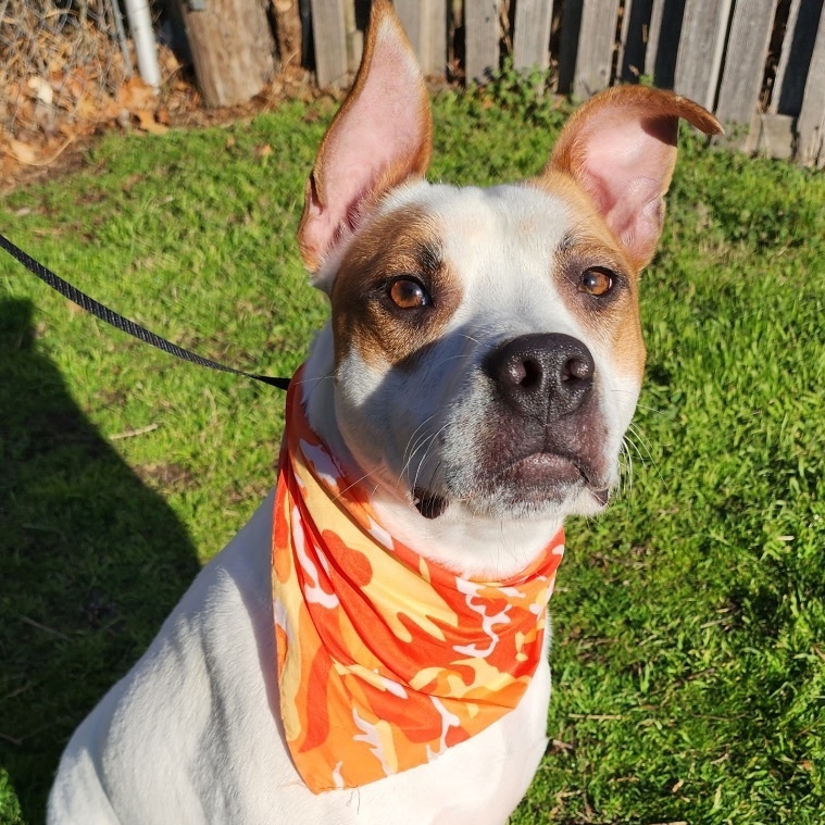Kipp, a Adoptable mixed breed in Tulsa, OK image 4/6