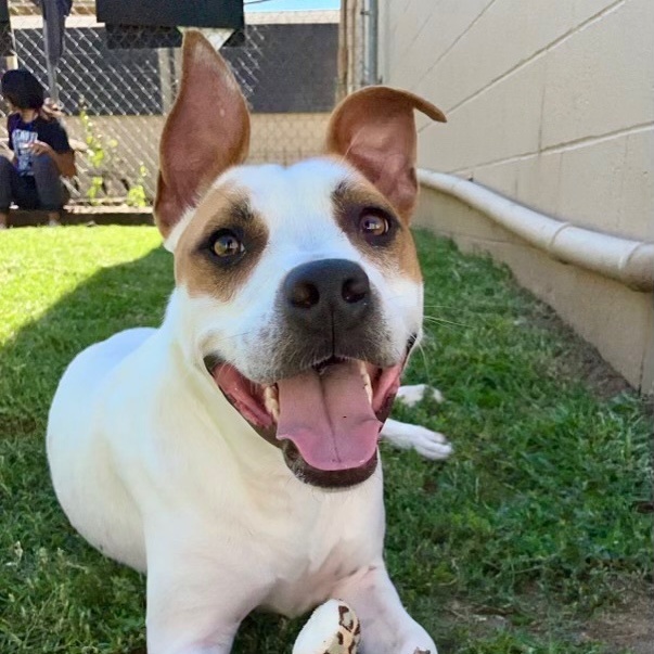 Kipp, a Adoptable mixed breed in Tulsa, OK image 1/6