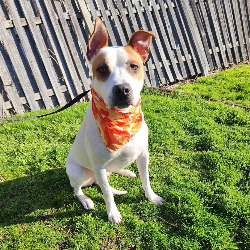 Kipp, a Adoptable mixed breed in Tulsa, OK image 2/6