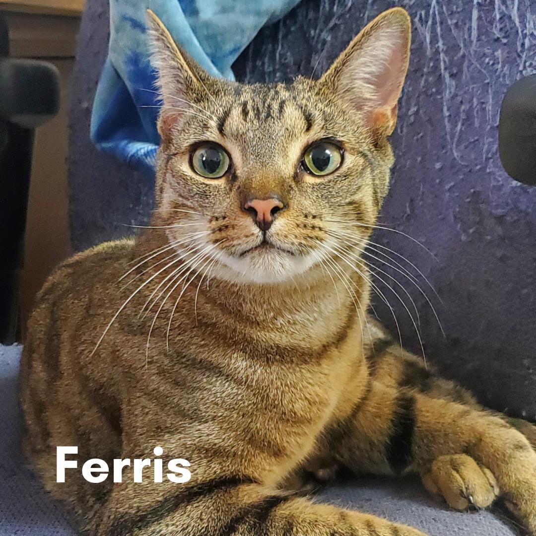 Ferris