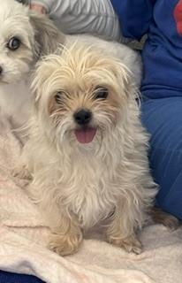 Trixie, Adopted, Adult Female Terrier & Shih Tzu.
