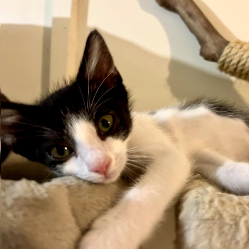 Enlarge Trixx, a Adoptable Domestic Short Hair in Sarasota, FL image 1/6