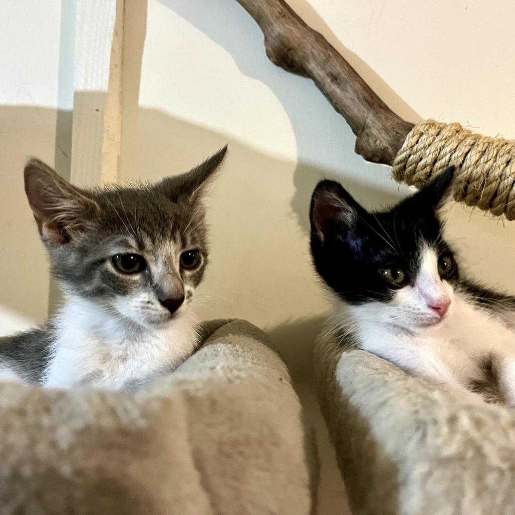 Enlarge Trixx, a Adoptable Domestic Short Hair in Sarasota, FL image 2/6