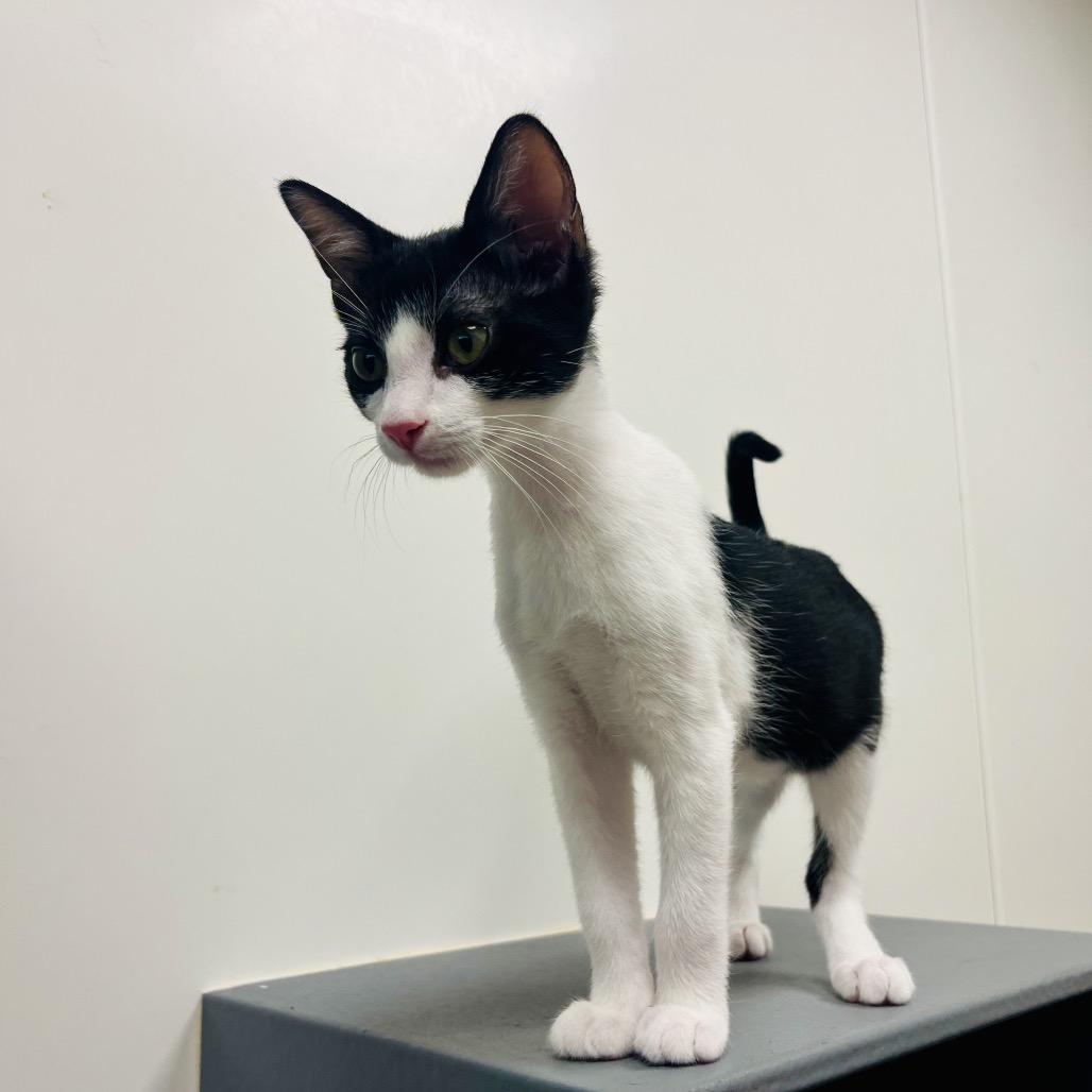 Enlarge Trixx, a Adoptable Domestic Short Hair in Sarasota, FL image 3/6