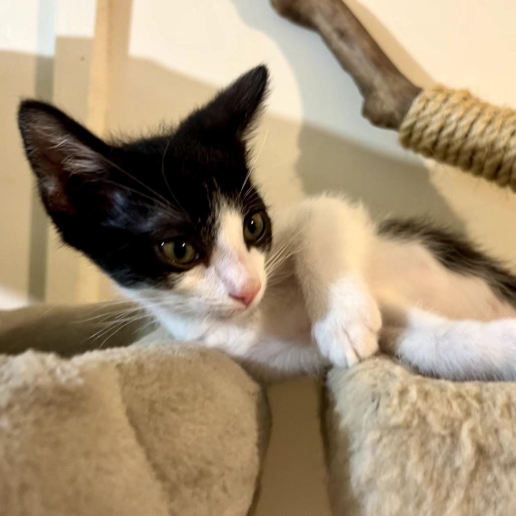 Enlarge Trixx, a Adoptable Domestic Short Hair in Sarasota, FL image 5/6