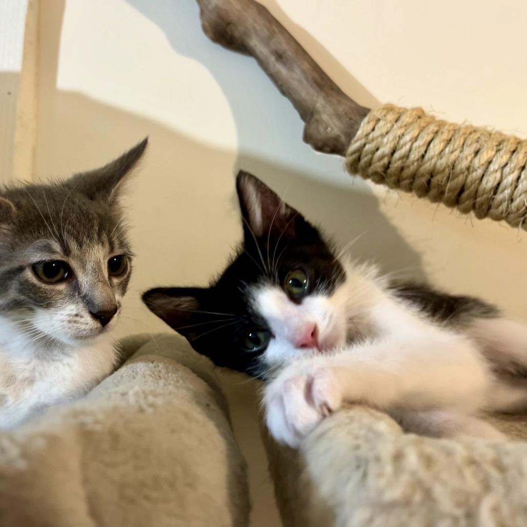 Enlarge Trixx, a Adoptable Domestic Short Hair in Sarasota, FL image 6/6