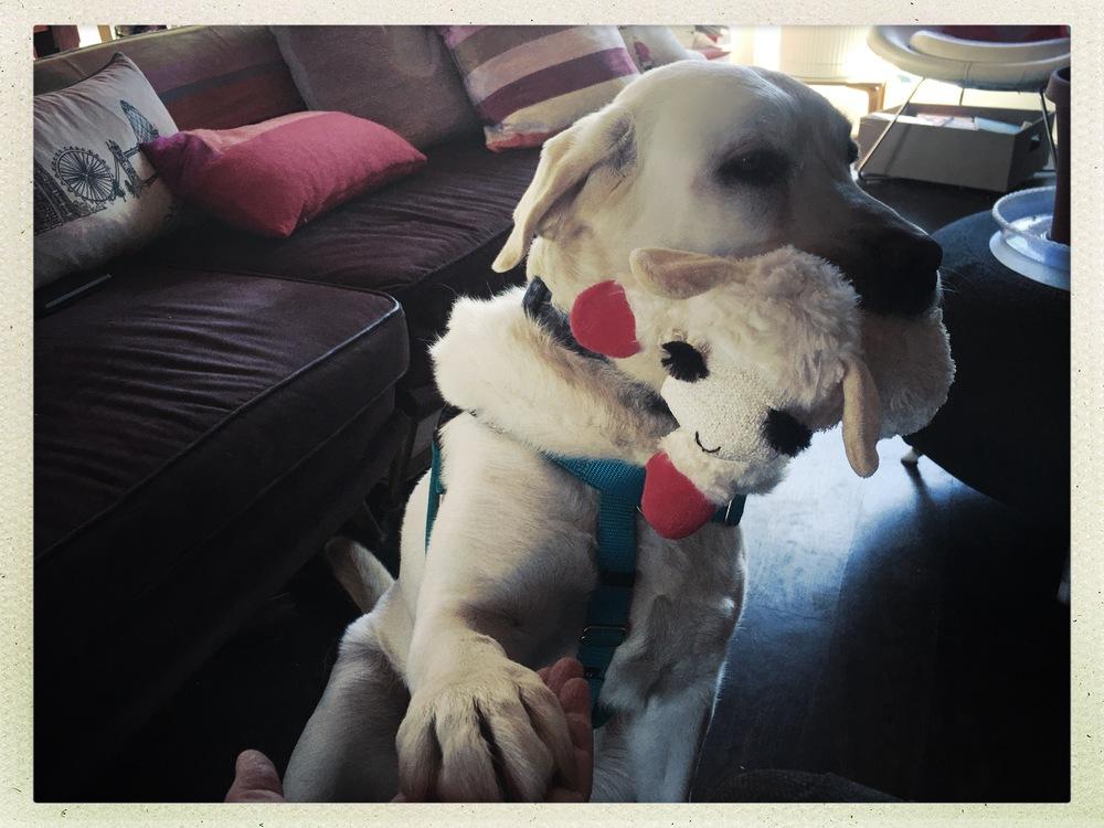 Paisley / Walter, Adoptable, Adult Male Labrador Retriever.