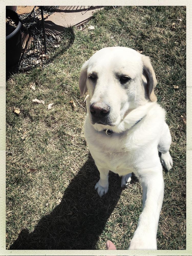 Enlarge Paisley / Walter, a Adoptable mixed breed in Broomfield, CO image 2/6