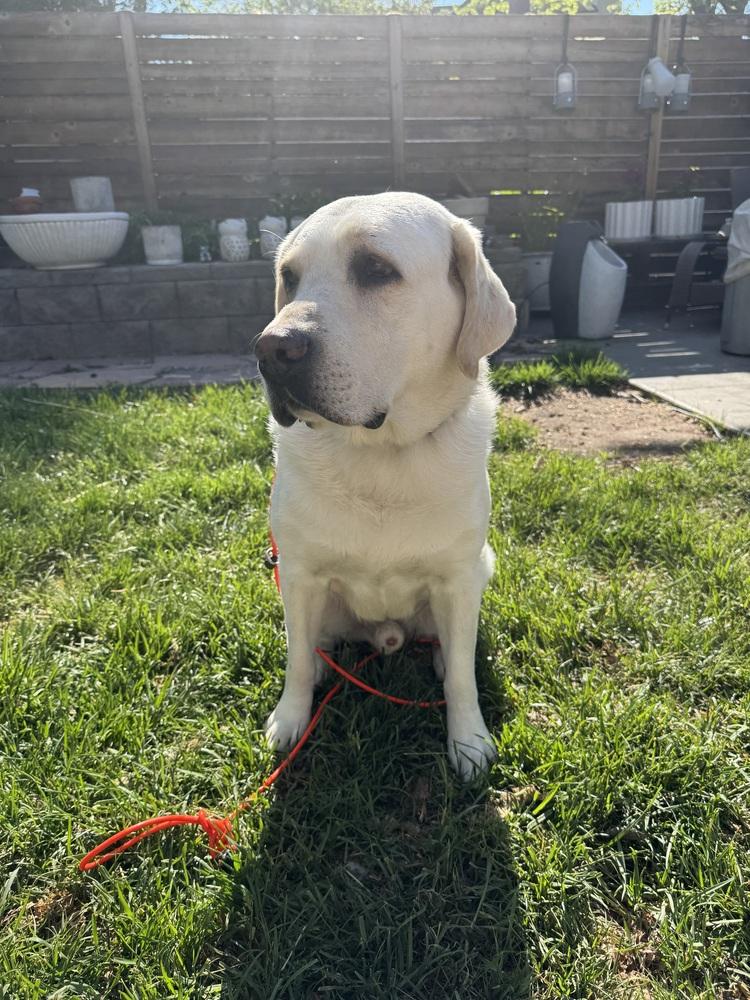 Enlarge Paisley / Walter, a Adoptable mixed breed in Broomfield, CO image 3/6