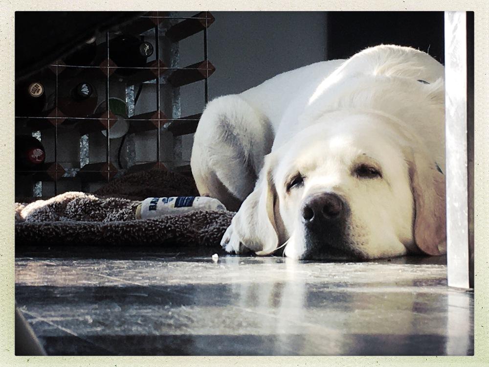 Enlarge Paisley / Walter, a Adoptable mixed breed in Broomfield, CO image 4/6
