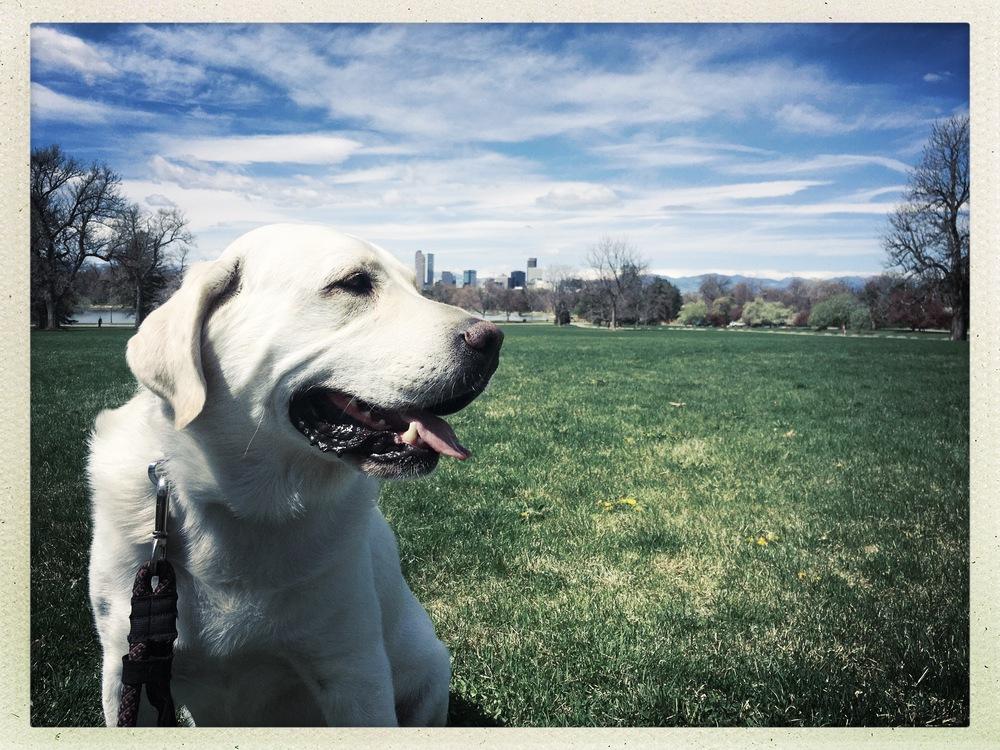 Enlarge Paisley / Walter, a Adoptable mixed breed in Broomfield, CO image 5/6
