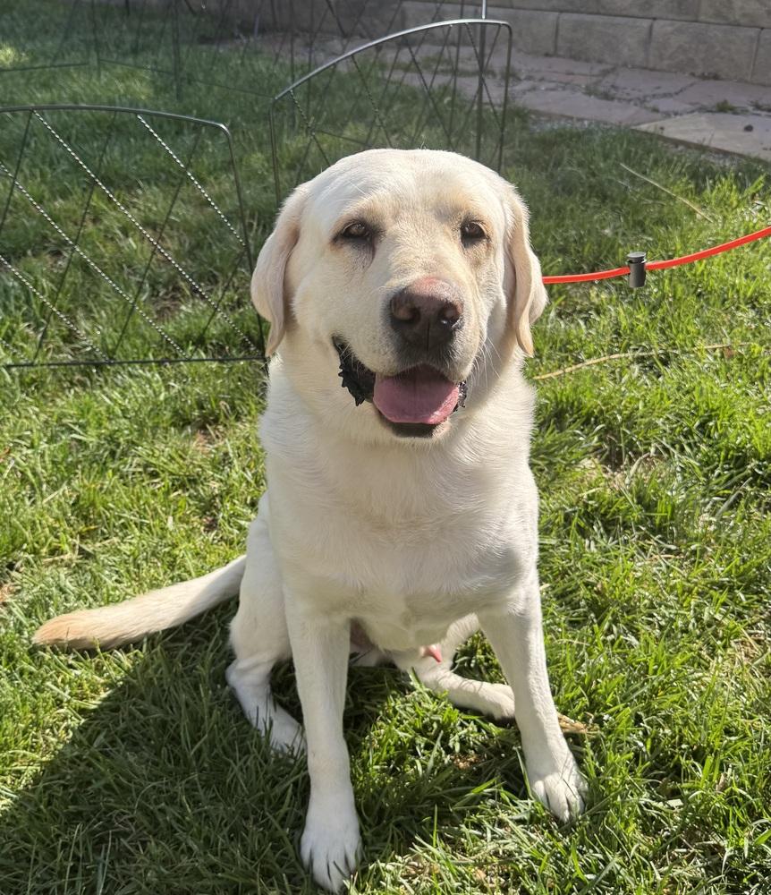 Enlarge Paisley / Walter, a Adoptable mixed breed in Broomfield, CO image 6/6