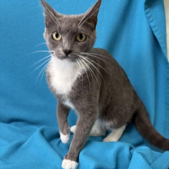 Enlarge Moxie, an adopted Domestic Short Hair in Valdosta, GA image 1/1