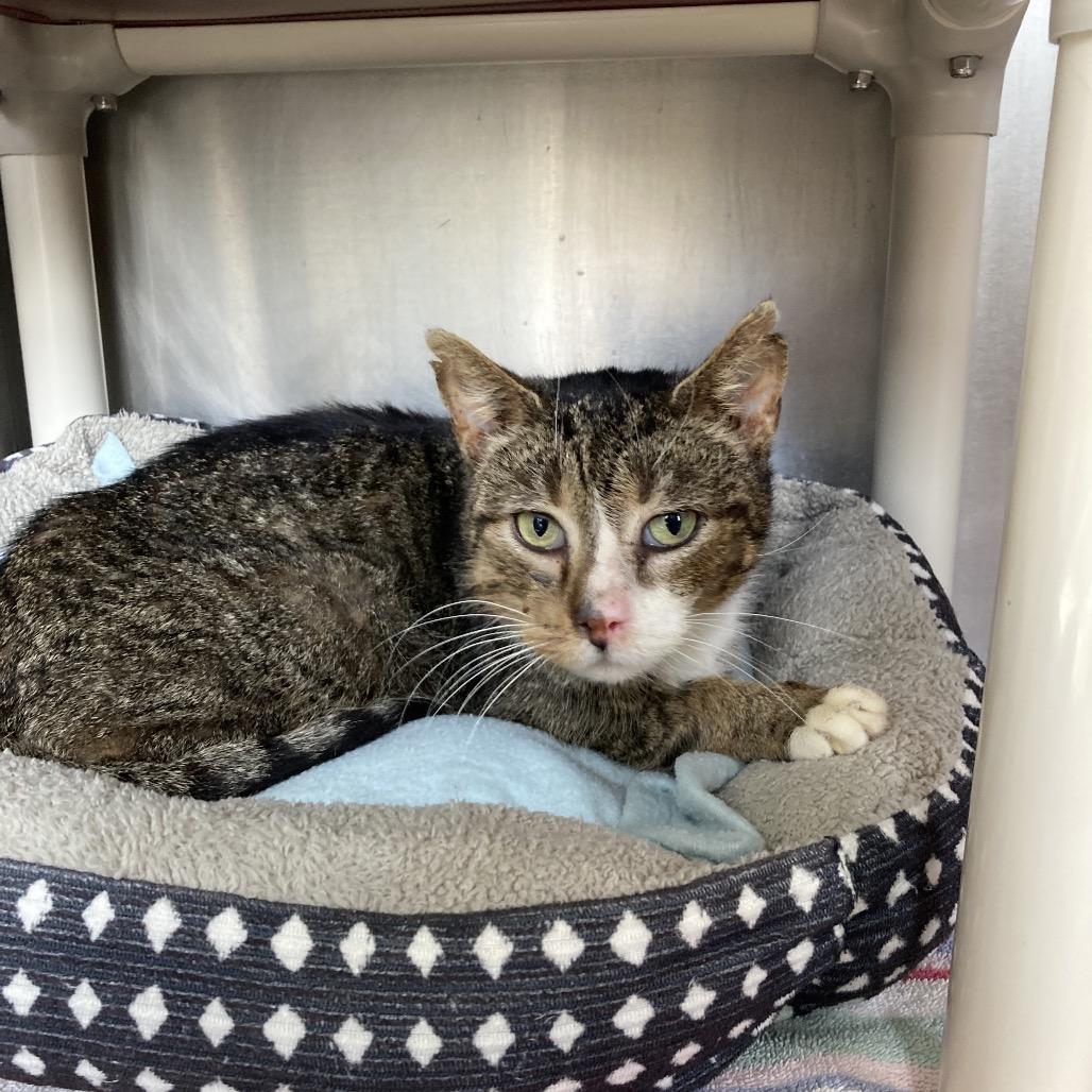 Smudge, Adoptable, Adult Male Domestic Short Hair.