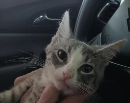 Penny 49596, an adopted Domestic Short Hair in Oklahoma City, OK_image-1