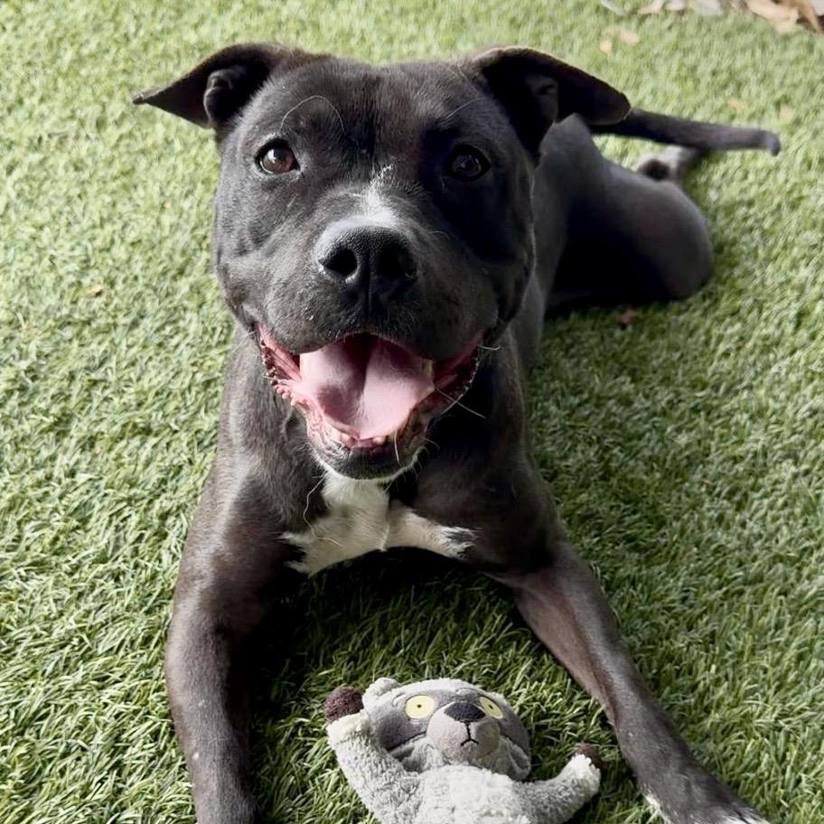 Cora, an adoptable Pit Bull Terrier in Carson, CA_image-1