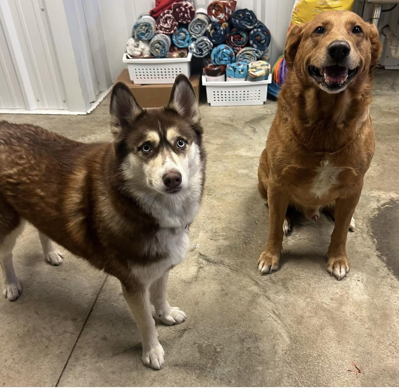 Keifer (BONDED WITH KOKO ), Adoptable, Senior Male Labrador Retriever.