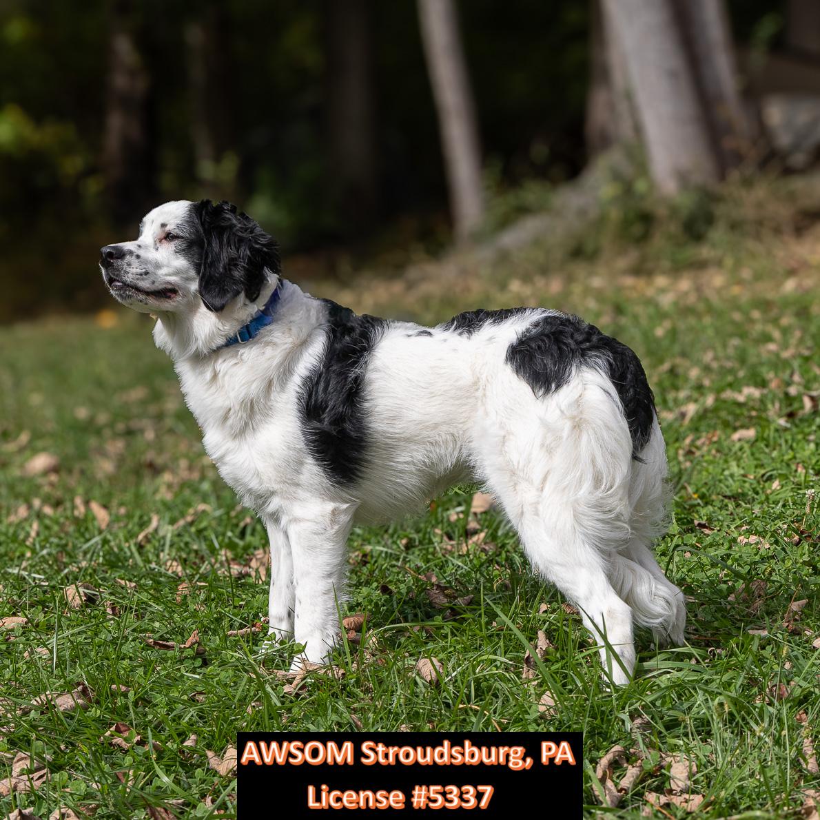 Enlarge Sadie, a Adopted mixed breed in Stroudsburg, PA image 1/3
