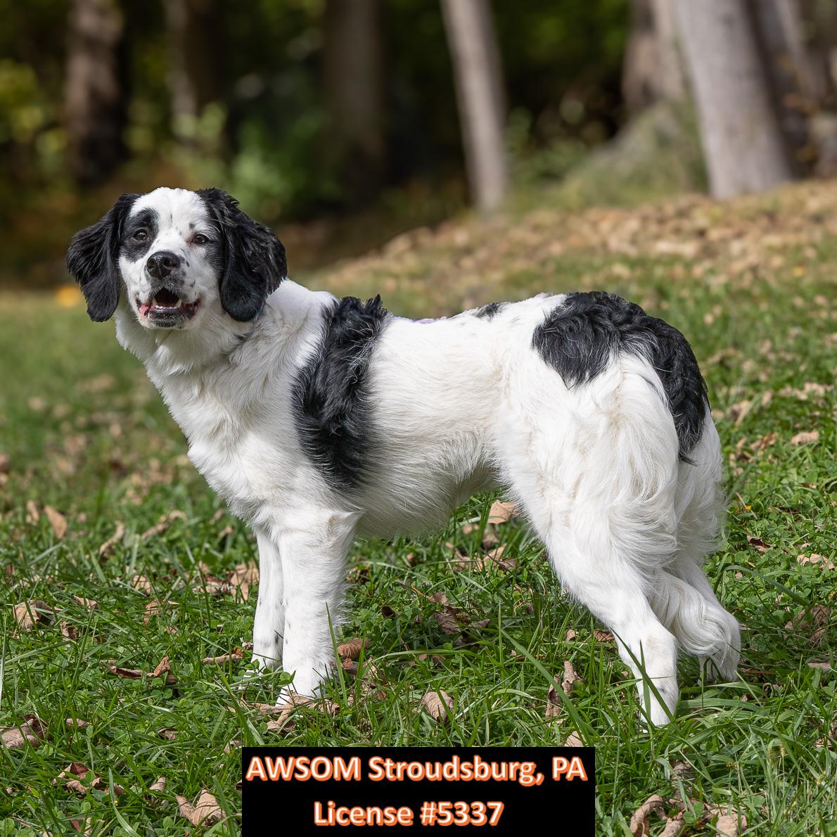 Enlarge Sadie, a Adopted mixed breed in Stroudsburg, PA image 2/3