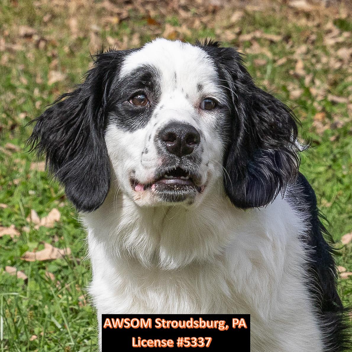 Enlarge Sadie, a Adopted mixed breed in Stroudsburg, PA image 3/3